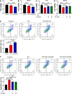 BCATc inhibitor 2 ameliorated mitochondrial dysfunction and apoptosis in oleic acid-induced non-alcoholic fatty liver disease model